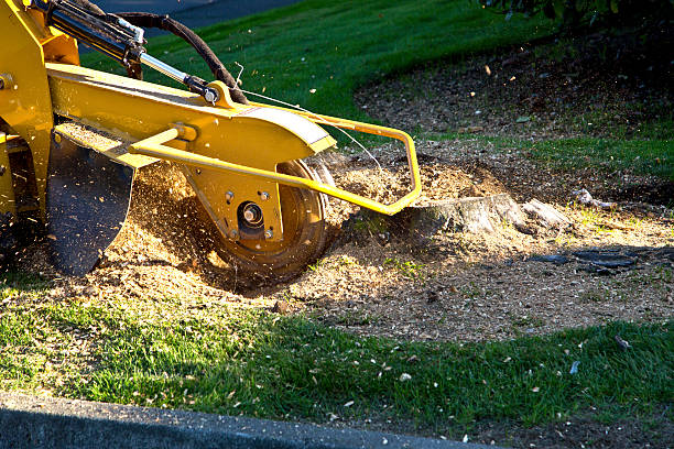 The Steps Involved in Our Tree Care Process in Annandale, VA